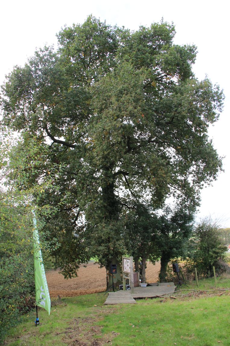 De Grote Meneer aan de Schamperij in Horebeke.