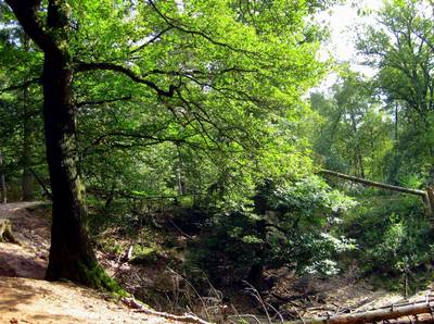 Utrechts Landschap wil tien procent extra natuur aankopen