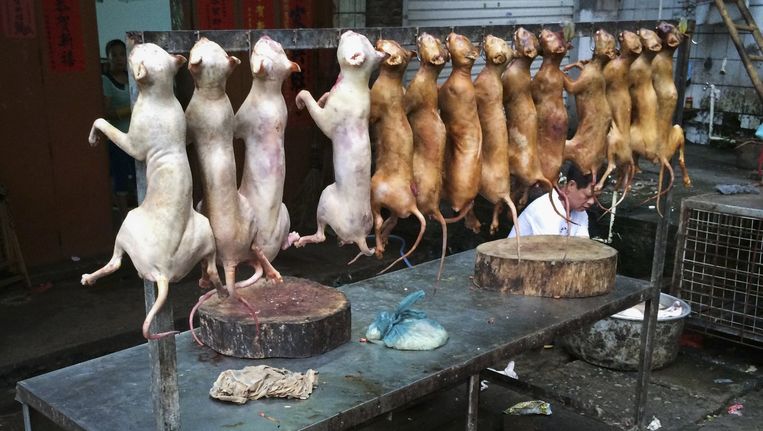 Chinees hondenvleesfestival gaat inmiddels ook veel Chinezen te ...