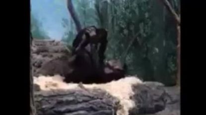 Net zoals de mens: Bonobo speelt vliegertje met haar baby
