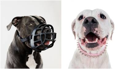 Hondenbescherming slaat alarm: hoog-risicohond bijt erop los