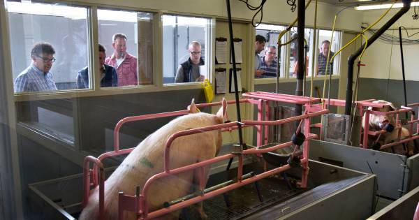Politiek en buren willen geen varkens meer op VIC-terrein Sterksel - Eindhovens Dagblad