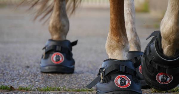 Paarden op schoenen. Op maat gemaakt vanuit Reek - BD.nl