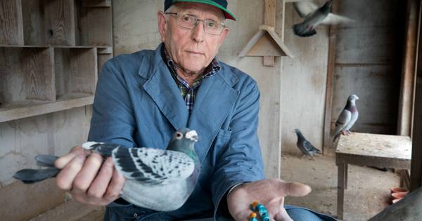 Liempdse duivenmelker: Mijn hobby gaat eraan