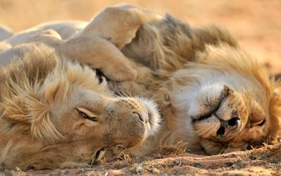 Dierenorganisaties vrezen voor toekomst van de leeuw