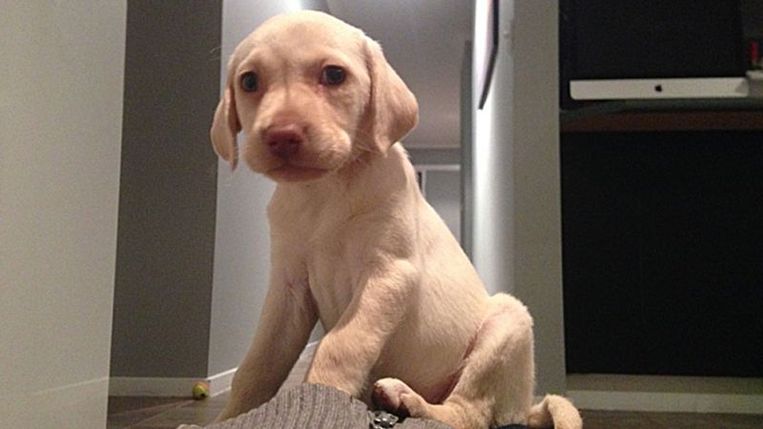 Berouwvolle dieven brengen gestolen pup terug naar kleutermeisje in Melbourne, Australië.
