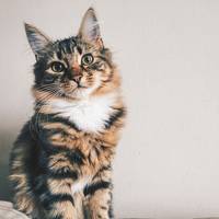 11 dingen waar katten een hekel aan hebben