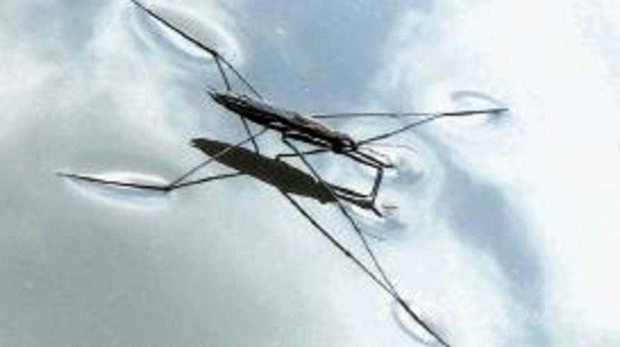 Schaatsenrijders zijn geen lieverdjes | Trouw