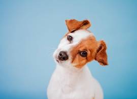 Hond, kat of toch een goudvis? Zóveel kost een huisdier