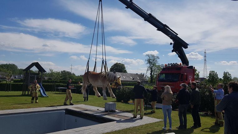 Met de grote hijskraan kon het Brabants trekpaard uit het zwembad gehaald worden.