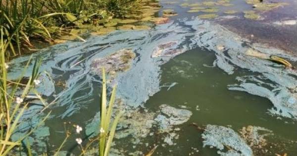 Algen aangetroffen in zwemplas Geesteren, negatief zwemadvies | Tubbergen - Tubantia
