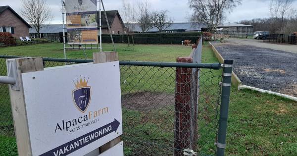 Kamperen tussen de alpaca's in een luxe tent in Vorstenbosch - BD.nl