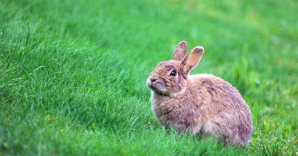 Konijnenopvang Andel dicht om dodelijk konijnenvirus
