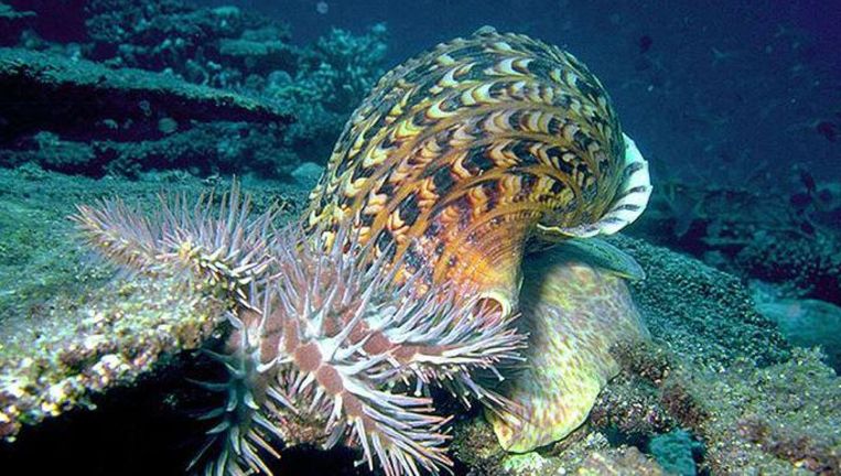 De slak, die tot anderhalve meter groot kan worden, eet de zeester waarvan miljoenen het koraalrif bedreigen.