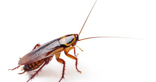 Donderdag Valentijnsdag Zeg Het Met Een Kakkerlak Bizar Ad Nl