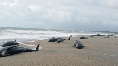 38 dode walvissen aan Nieuw-Zeelandse kust