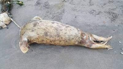 Zeehonden sterven gruwelijke dood door zwerfafval