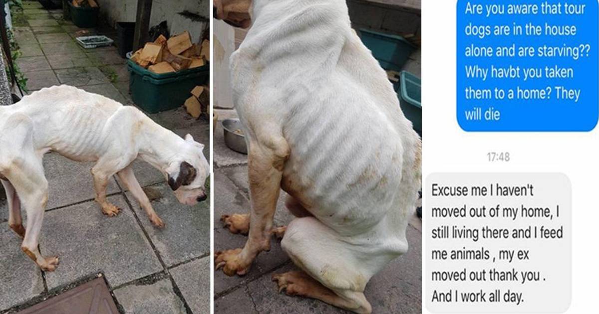 Deze hond was zo verwaarloosd dat je niet eens kon zien ...