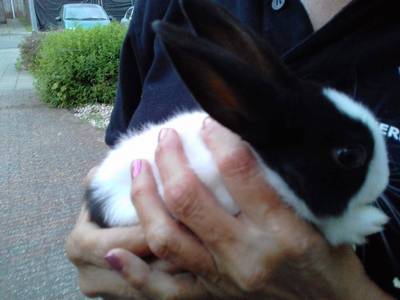 Vrouwen redden konijntje in dichtgeknoopte zak van verstikkingsdood