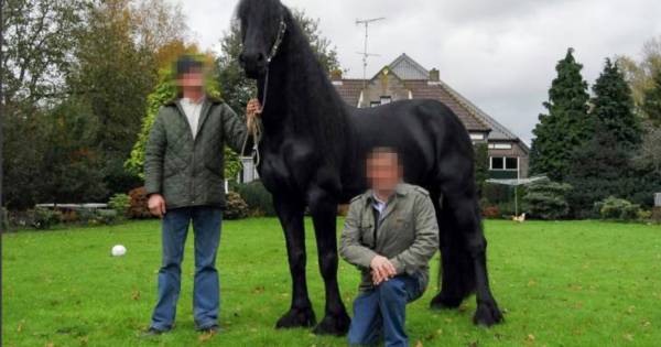 Wie Is Paardenman Jan B Die De Grootste Cocainewasserij Van Nederland In Zijn Manege Had Binnenland Gelderlander Nl