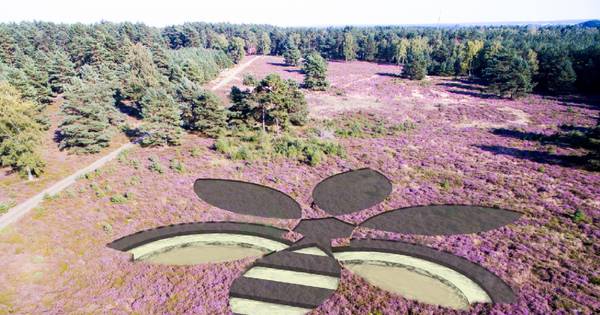 Levensgrote bij als heidemerk op de Lemelerberg | Ommen - De Stentor