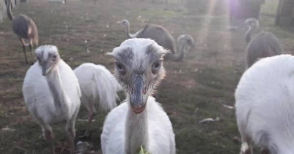 Alex kan maar kort genieten van zijn kleine struisvogels: dieven slaan 's nachts toe