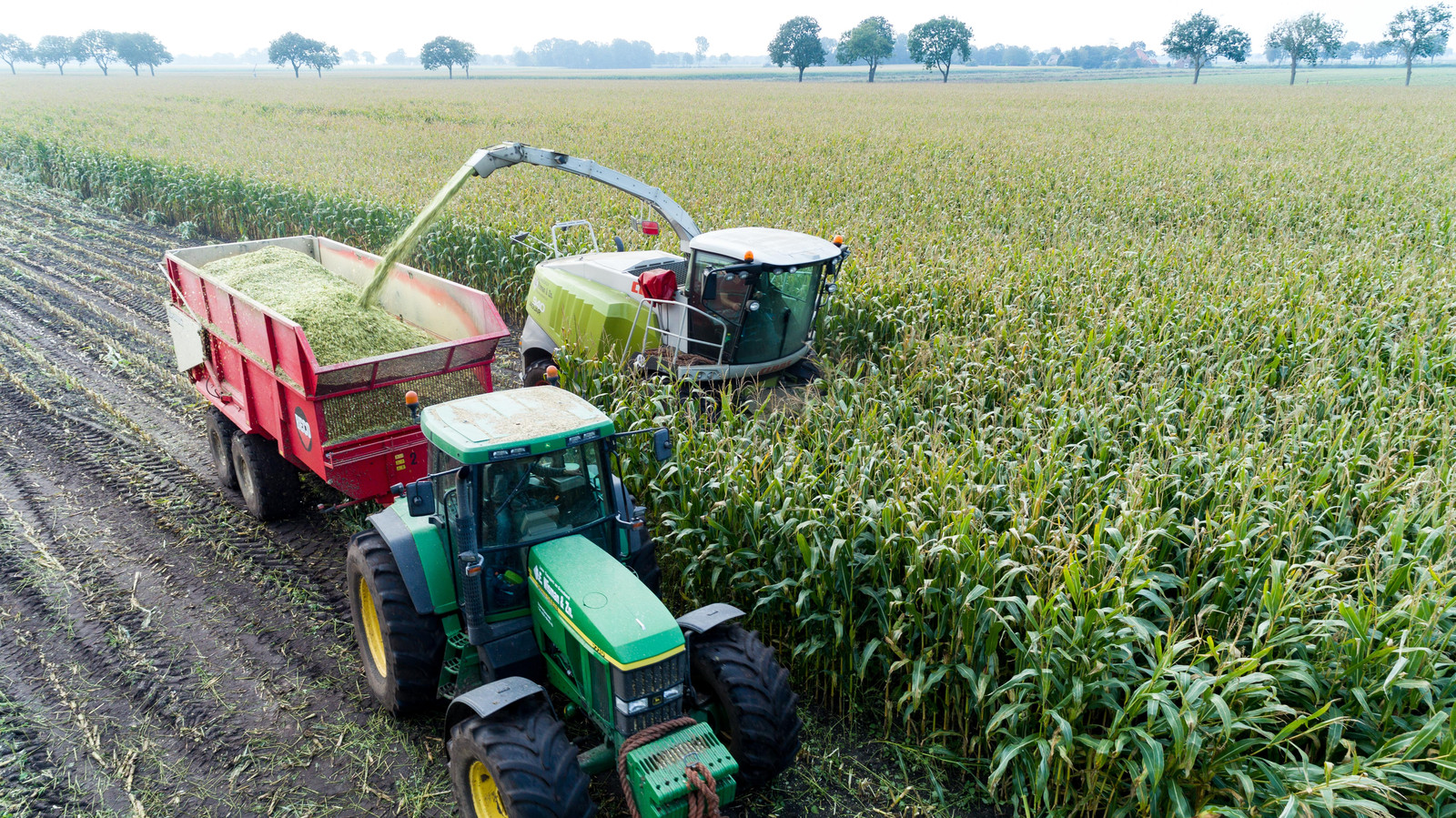 Nederlandse boeren weten steeds meer maïs te oogsten Foto destentor.nl
