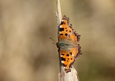 Op zoek naar bijzondere planten en dieren in Rhenen en Veenendaal