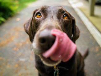 Welke Populaire Hond Past Bij Jouw Levensstijl Euro Premium Hln Be