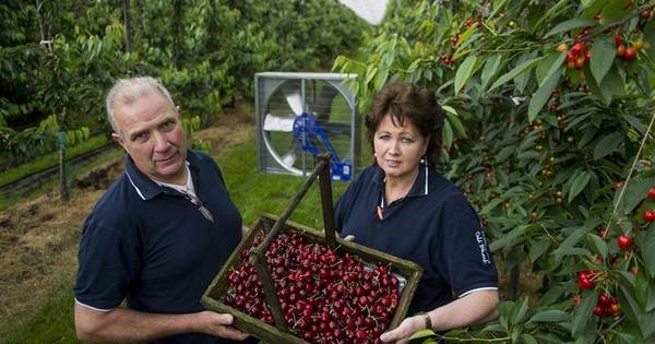 Kersen in Rossum later, maar smaakvoller dan ooit - Tubantia