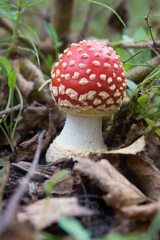 De vliegenzwam (Amanita muscaria)