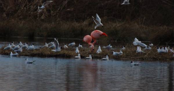 Flamingo's terug in Zwillbrock | Achterhoek - Tubantia