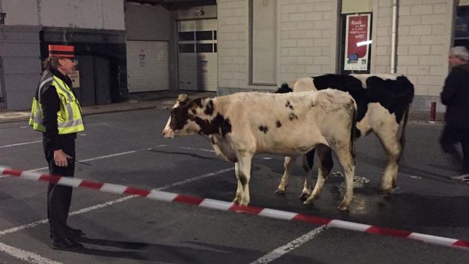 Koeien op wandel in stationsbuurt Geraardsbergen