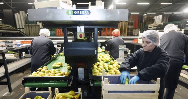 Coronabesmetting bij twee fruitbedrijven Betuwe | Binnenland - Tubantia