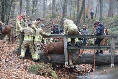 Applaus voor brandweermannen die uitgegleden pony bevrijden