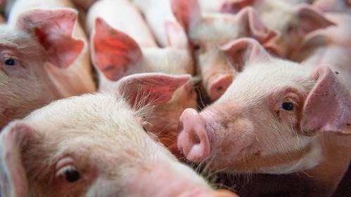 Varkens kunnen helpen tegen orgaantekort