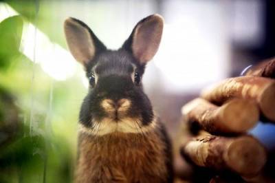 Konijnenmoordenaar terroriseert pittoresk Frans dorpje