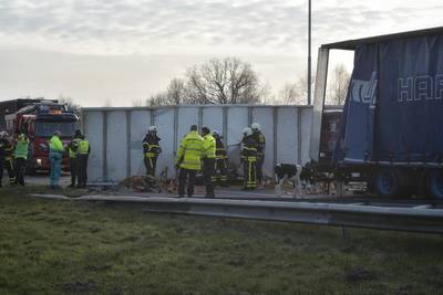 Veewagen met 300 kalfjes gekanteld op A16, snelweg dicht richting Breda