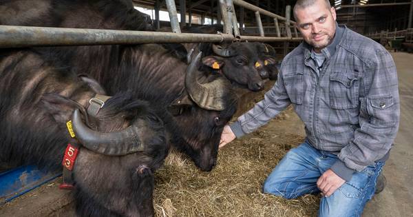 Toekomstproof boeren met de Italiaanse waterbuffel | Waalwijk, Heusden eo - BD.nl