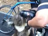 Uitgedroogde koala slurpt bidon Australische fietser leeg
