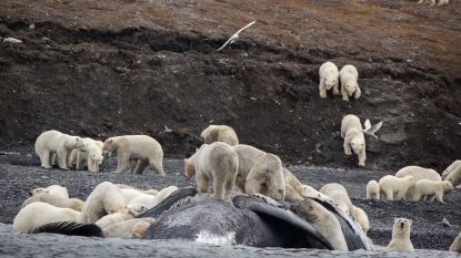 Enorm ijsberenleger verrast toeristen