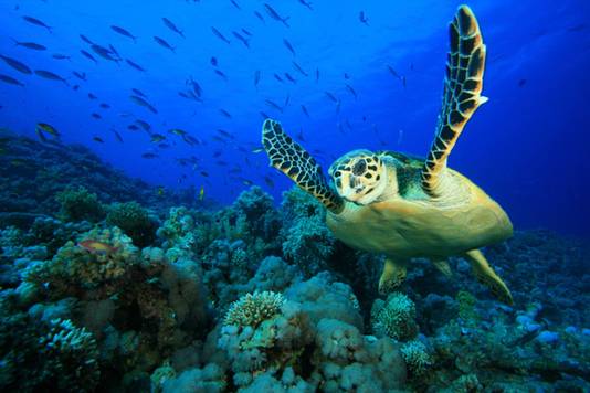 Sauver Les Animaux En Voie De Disparition Avec 62 Milliards