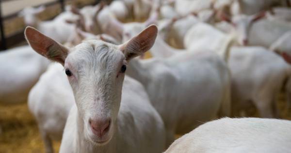Toch vergunning nieuwe stal Van der Schans ondanks 'geitenstop'; bedrijf Hurwenen groeit naar 5200 d