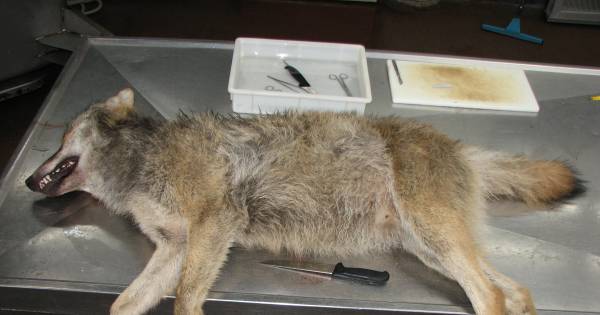 Patholoog die op Veluwe doodgereden wolf onderzoekt: 'Waarschijnlijk een van de vijf welpjes' - Tuba