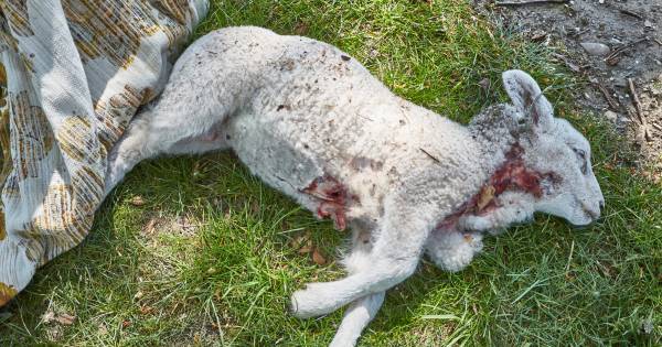 Dna-onderzoek dode schapen bij Vorden en Ruurlo wijst uit: het was een wolf - De Stentor