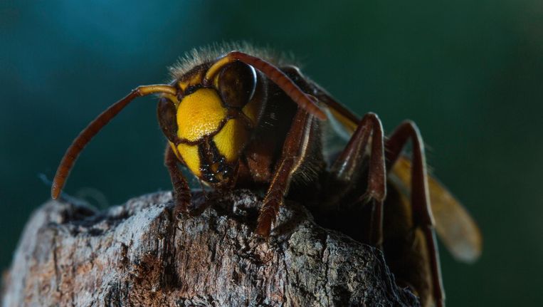 De Europese hoornaar is een bondgenoot van mens, zegt Natuurpunt.