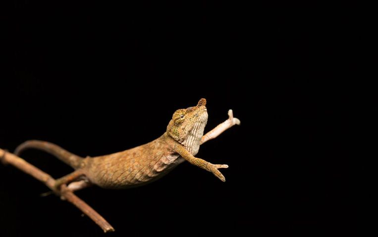 Comedy Wildlife Photography Awards.