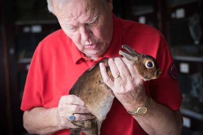 Henk Huisman levert weer een topkonijn af