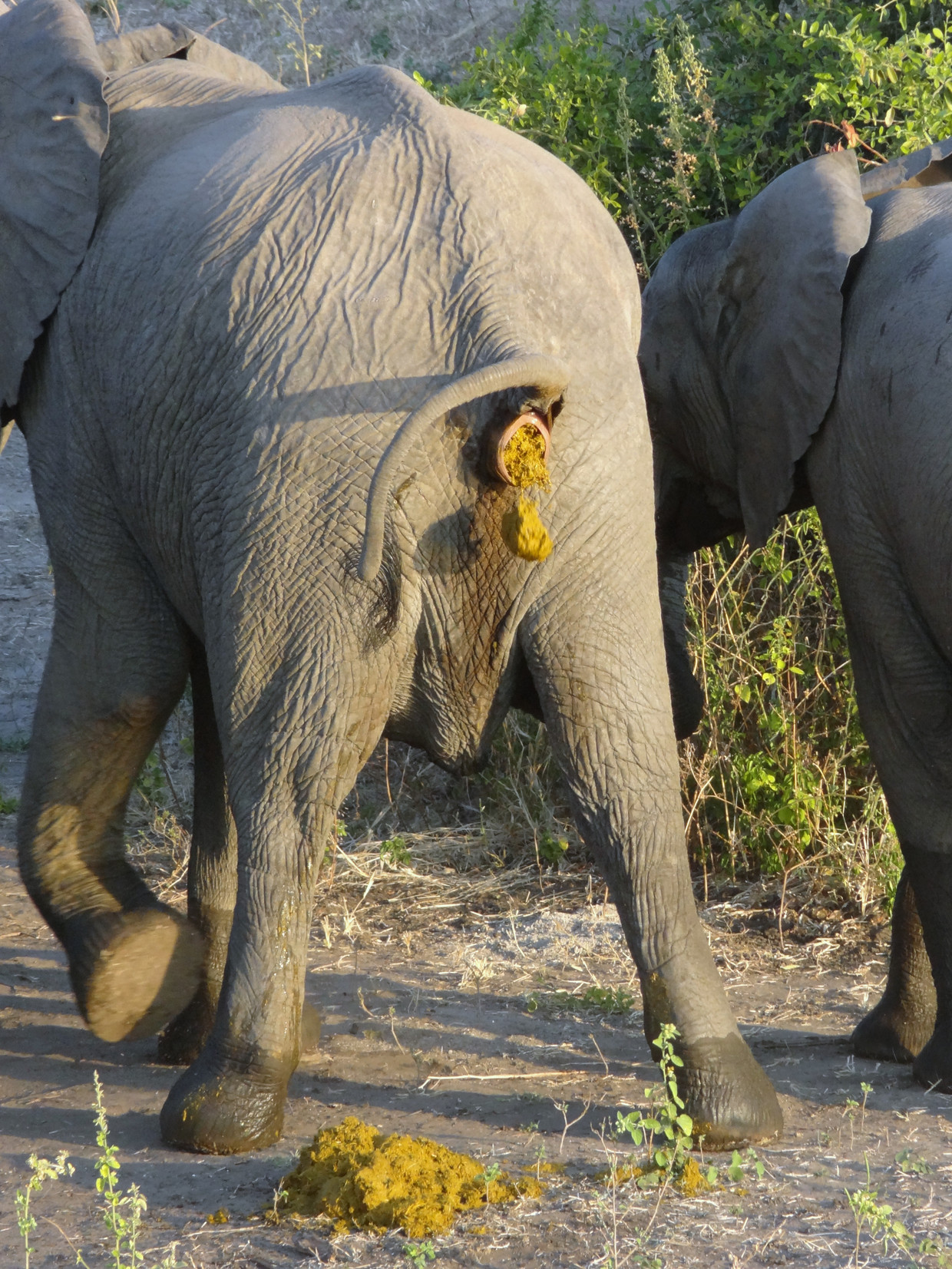 Rhino Pooping Gif - bywpd5b