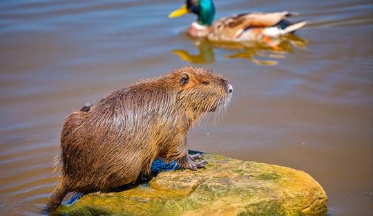 De bever bezorgt boeren kopzorgen: ‘Maar de bever is een van de succesverhalen van natuurherstel’